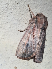 Dasygaster padockina