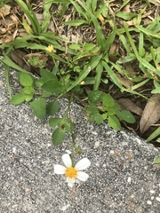 Bidens alba