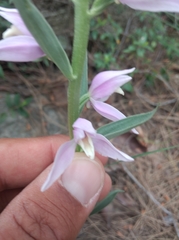 Cephalanthera