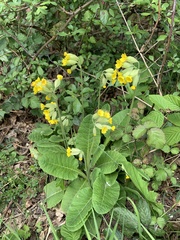 Primula veris