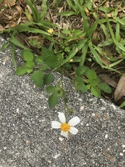 Bidens alba