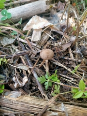 Conocybe macrocephala