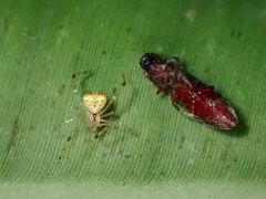 Meotipa spiniventris