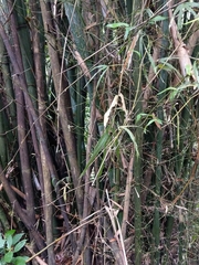 Bambusa dolichoclada