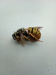 Vespula germanica