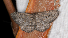 Zermizinga sinuata