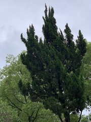 Cupressoideae