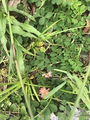 Indigofera spicata