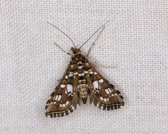 Sameodes iolealis