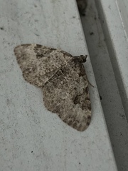 Lobophora nivigerata