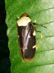 Phymatostetha karenia