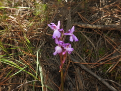 Orchis olbiensis