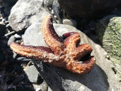 Callopatiria