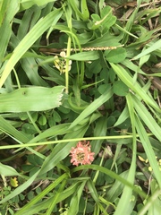 Indigofera spicata