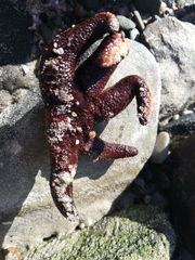 Callopatiria