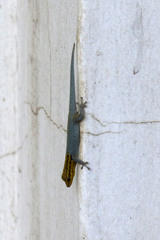 Lygodactylus picturatus