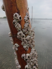 Fistulobalanus albicostatus