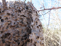 Crematogaster peringueyi