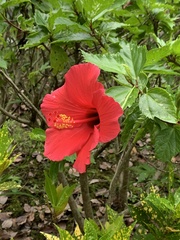 Hibiscus rosa-sinensis
