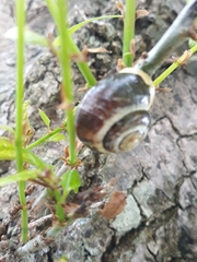 Cepaea hortensis