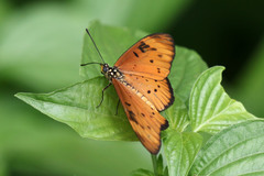 Acraea encedon encedon
