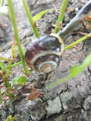 Cepaea hortensis