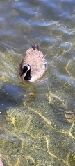Branta canadensis