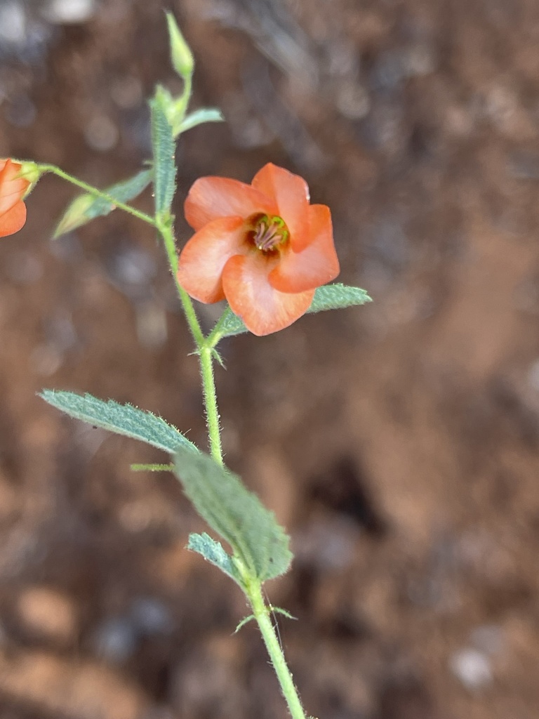 Modest Dollsrose