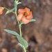 Hermannia modesta - Photo (c) Troos van der Merwe, some rights reserved (CC BY-NC), uploaded by Troos van der Merwe