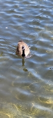 Branta canadensis