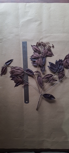 Syzygium rubicundum, 2020-01-01