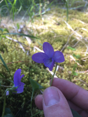 Viola langsdorffii
