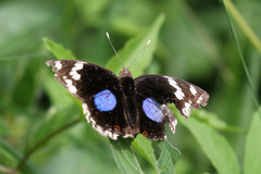 Junonia oenone oenone