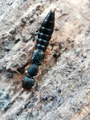 Astenus immaculatus