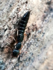 Astenus immaculatus