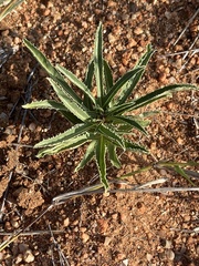Jatropha erythropoda
