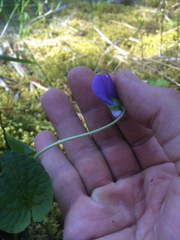 Viola langsdorffii