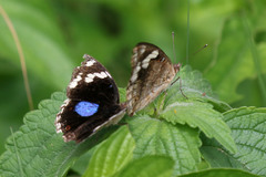 Junonia oenone oenone