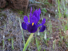 Iris filifolia