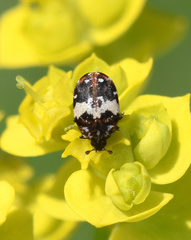 Anthrenus pimpinellae