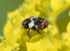 Anthrenus pimpinellae