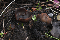 Plicaria endocarpoides