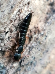 Astenus immaculatus