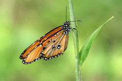 Danaus chrysippus dorippus