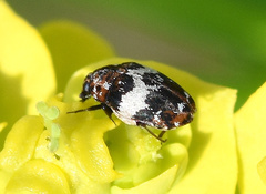 Anthrenus pimpinellae