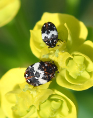 Anthrenus pimpinellae