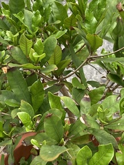 Synsepalum