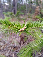 Abies holophylla