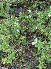 Pseudomussaenda flava