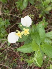 Pseudomussaenda flava